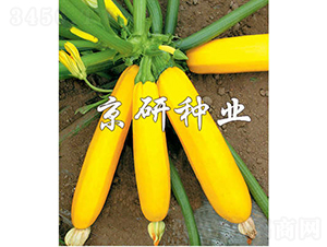 ���㽶-�����J�N��-���зN�I(y��)