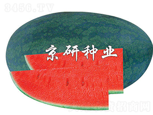 ����-���ϷN��-���зN�I(y��)