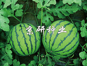 ����7̖-���ϷN��-���зN�I(y��)