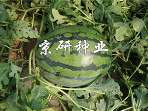 ����8K-���ϷN��-���зN�I(y��)