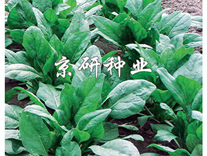 ����5̖-���˷N��-���зN�I(y��)