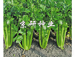 ����1̖-�۲˷N��-���зN�I(y��)