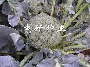 �̾G258-���m���N��-���зN�I(y��)