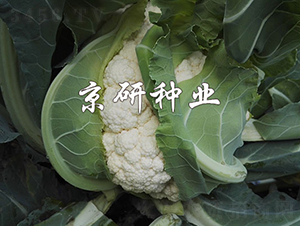 �o��2̖-��Ҭ�˷N��-���зN�I(y��)