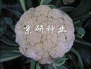 ����2̖-��Ҭ�˷N��-���зN�I(y��)