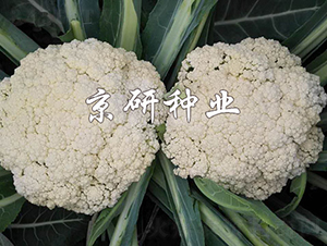 ����3̖-��Ҭ�˷N��-���зN�I(y��)