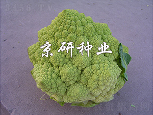 ����1̖-��Ҭ�˷N��-���зN�I(y��)