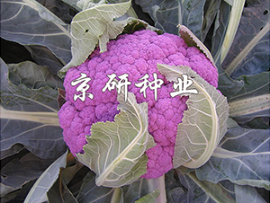 �ϻ�2̖-��Ҭ�˷N��-���зN�I(y��)