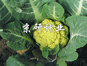 �_��1̖-��Ҭ�˷N��-���зN�I(y��)