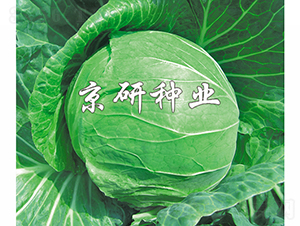 ����5̖-���{�N��-���зN�I(y��)