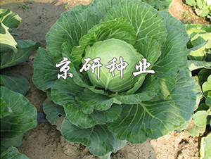 ����1̖-���{�N��-���зN�I(y��)