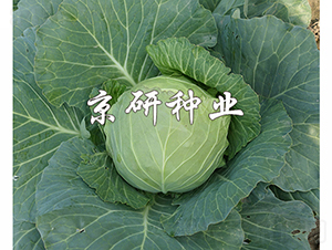 ����611-���{�N��-���зN�I(y��)