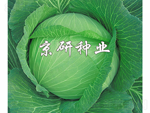 ���11-���{�N��-���зN�I(y��)