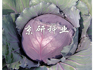 �ϸ�1̖-���{�N��-���зN�I(y��)