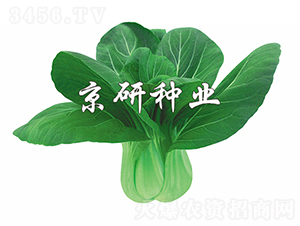 ����6̖-�Ͳ˷N��-���зN�I(y��)