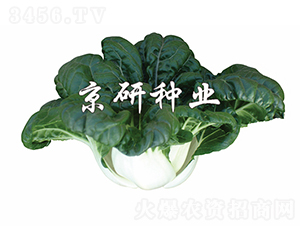 ����2̖-�Ͳ˷N��-���зN�I(y��)