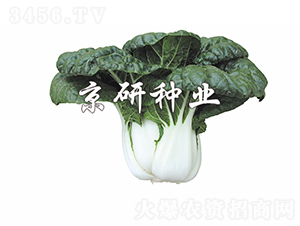 �̰�5̖-�Ͳ˷N��-���зN�I(y��)