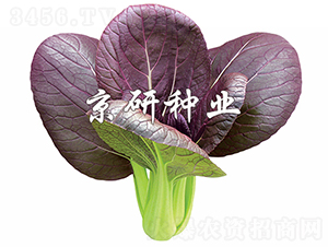 �Ϲ�1̖-�Ͳ˷N��-���зN�I(y��)