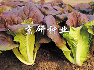 �����Ͽ��-�ײ˷N��-���зN�I(y��)