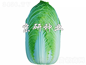 ����CR3-�ײ˷N��-���зN�I(y��)