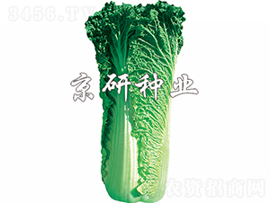 ����60̖-�ײ˷N��-���зN�I(y��)