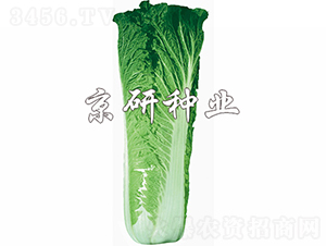 ����65̖-�ײ˷N��-���зN�I(y��)