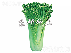 ����75̖-�ײ˷N��-���зN�I(y��)