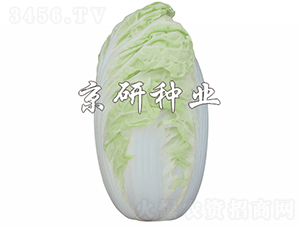 ����4̖-�ײ˷N��-���зN�I(y��)