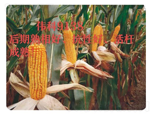 ����9138-���׷N��-���S�N�I(y��)