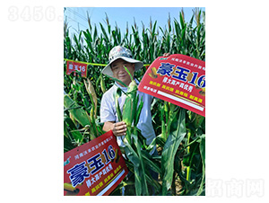 ����16-�͹��S