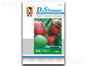 �|ʥT01-���ѷN��-�|ʥ