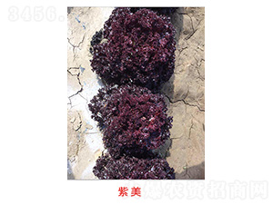 ����-���˷N��-�S�A�N�I(y��)