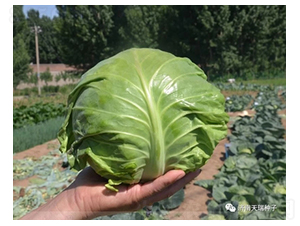 ������-���{(l��n)�N��-����N��