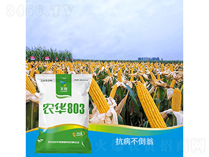 �r(n��ng)�A803-���׷N��-�S�ȸ߿�