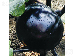 �����������-���ӷN��-��Ʒ�r(n��ng)�I(y��)