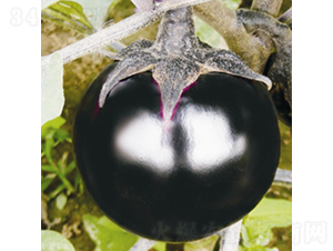 ��������h-���ӷN��-��Ʒ�r(n��ng)�I(y��)