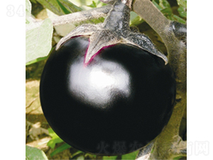 �o���Ϲ�-���ӷN��-��Ʒ�r(n��ng)�I(y��)