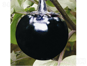 �����Ϲ�-���ӷN��-��Ʒ�r(n��ng)�I(y��)