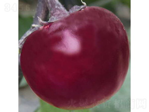 �t��ʯ-���ӷN��-��Ʒ�r(n��ng)�I(y��)