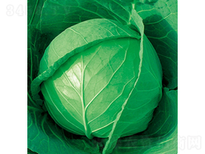 ���и�ʮһ-���{(l��n)�N��-��Ʒ�r(n��ng)�I(y��)