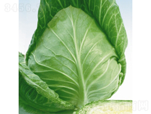 ��Ʒ��(zh��ng)��-���{(l��n)�N��-��Ʒ�r(n��ng)�I(y��)