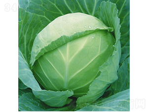 ��40-���{(l��n)�N��-��Ʒ�r(n��ng)�I(y��)