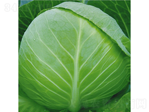 �m�����Ѱ�-���{(l��n)�N��-��Ʒ�r(n��ng)�I(y��)