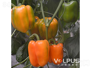 �S�W�ȶ�̖(h��o)F1���M(j��n)���Sɫ�𽷣�-�𽷷N��-�֠���˹