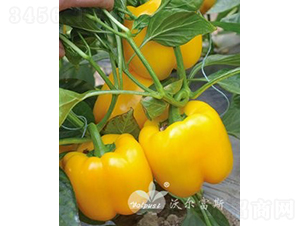 �S��F1���紺�����Ӽ�Խ���߮a(ch��n)�Sɫ�𽷣�-�𽷷N��-�֠���˹