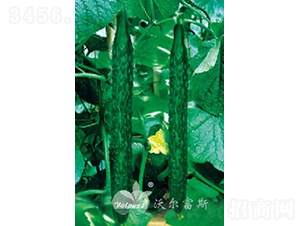 ����(y��u)��̖F1��Խ�����紺�߮a(ch��n)�ͺ��S�ϣ�-�S�ϷN��-�֠���˹