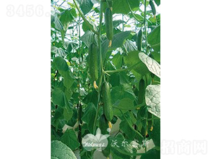 ��ؐһ̖F1��ˮ���S�ϣ�-�S�ϷN��-�֠���˹