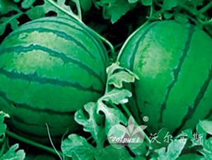 ��ӯF1�������������Ʒ�N��-���ϷN��-�֠���˹