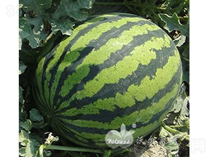 ����(j��)����808F1������߮a(ch��n)��Ƥ�����ϣ�-���ϷN��-�֠���˹