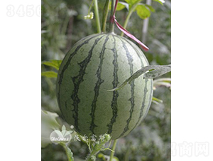 ��С�mF1���S��YƷ���ϣ�-���ϷN��-�֠���˹